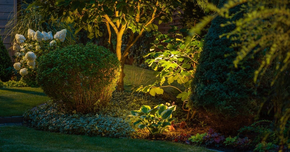 Landscaping with shrubs, a white hydrangea bush, and trees in a yard. A spotlight behind a plant illuminates the greenery.